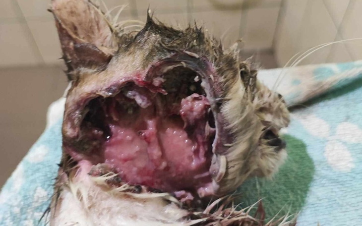 Zbiórka Ratowanie bezdomnego Tygryska - zdjęcie główne