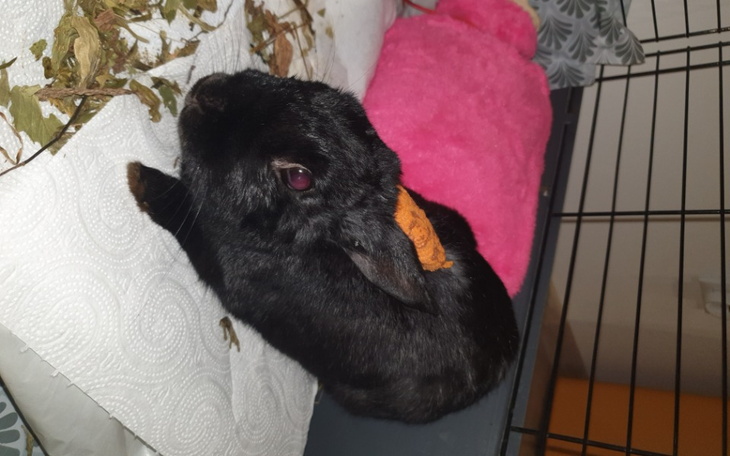 Zbiórka Horacy potrzebuje naszej pomocy - zdjęcie główne