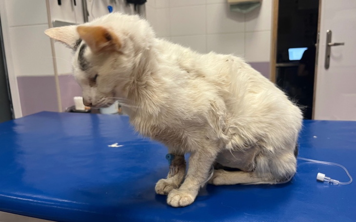 Zbiórka Bezdomny kot walczy o życie - zdjęcie główne