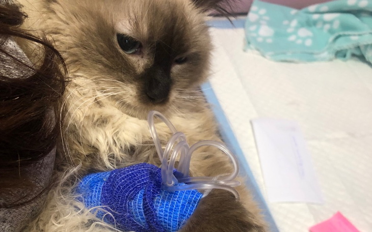 Zbiórka Lili- mała kotka która chce żyć - zdjęcie główne