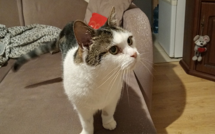 Zbiórka Uratuj kotkę Kizie - zdjęcie główne