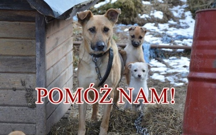 Zbiórka Ratunek dla Psiej Rodzinki! - zdjęcie główne