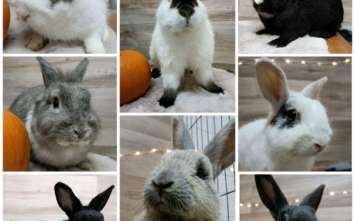 Zbiórka Krakowiaczki - zdjęcie główne