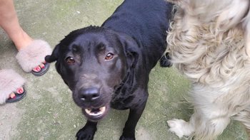 Zbiórka Pseudohodowla to przeszłość. - miniaturka zdjęcia