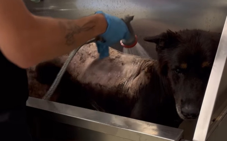 Zbiórka Dzikop - ocalony z rąk gminy - zdjęcie główne