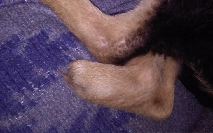 Zbiórka Na protezę łapy - zdjęcie główne