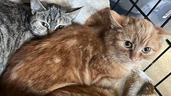 Zbiórka Serce pęka, pomóż tym 10 duszom. - miniaturka zdjęcia