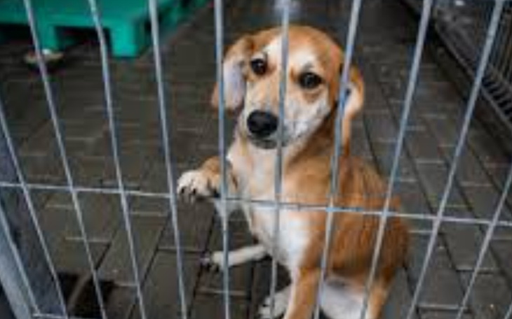 Zbiórka Na psy i inne biedne zwierzątka - zdjęcie główne