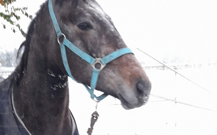 Koń w zimowym krajobrazie, z niebieską uprzężą.