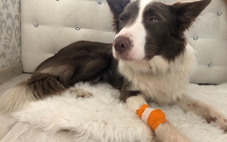 Zbiórka Pomoc dla Thora - zdjęcie główne