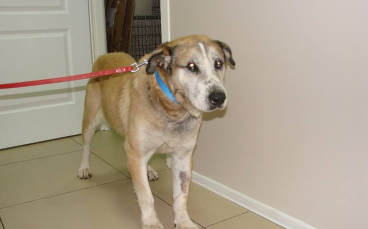 Starszy pies na smyczy, wyglądający na zmartwionego.