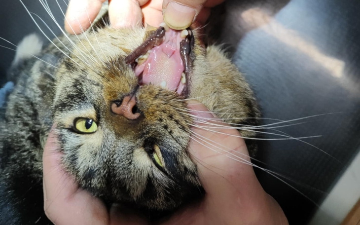 Kot z otwartą paszczą, pokazujący zęby.
