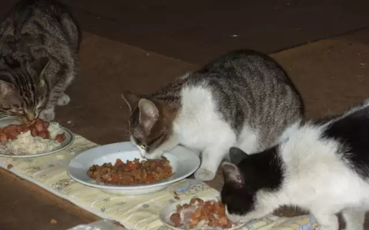 Zbiórka Na karmę dla bezdomnych kotków - zdjęcie główne