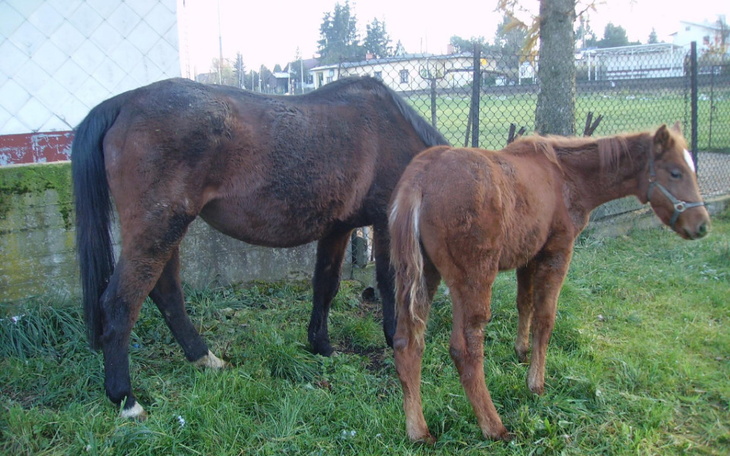 Zbiórka Na ratunek przed rzeźnią - zdjęcie główne