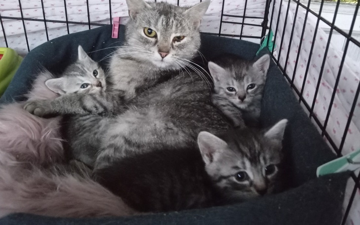 Zbiórka Z pomocą Piskim Kociakom - zdjęcie główne