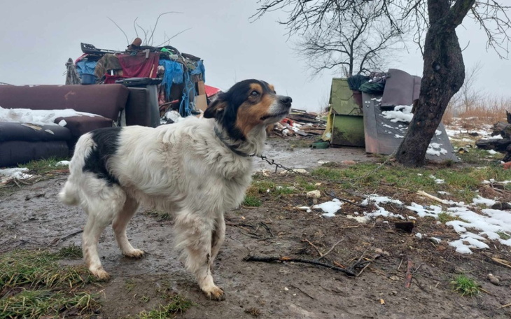 Pies na tle zniszczonego terenu w deszczowy dzień.