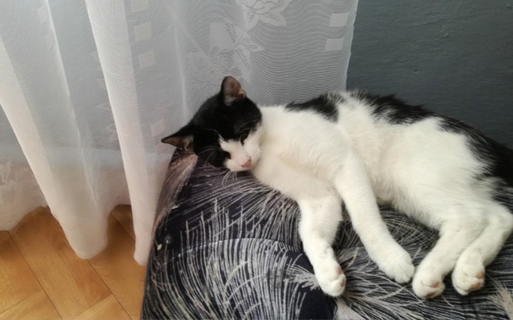 Zbiórka Na jedzenie dla mojego kotka - zdjęcie główne