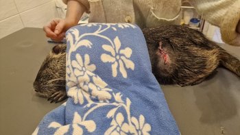 Zbiórka Nelka - Nutria która chce żyć - miniaturka zdjęcia