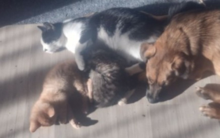 Zbiórka Dom tymczasowy i azyl zwierząt - zdjęcie główne