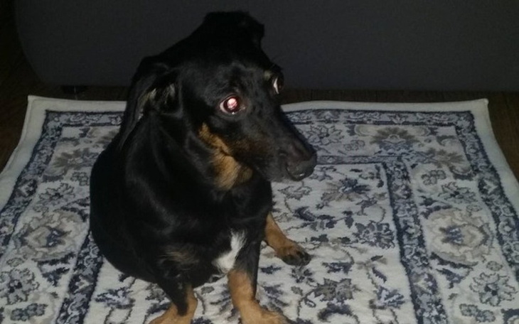 Zbiórka Leki dla Sary,chorej na Cushinga - zdjęcie główne