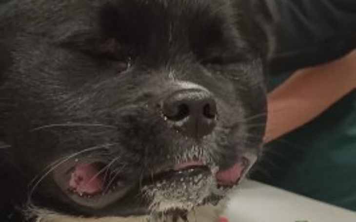 Zbiórka Skopany prawie na śmierć - zdjęcie główne