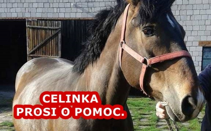 Zbiórka Uratuj Celinkę i jej maleństwo. - zdjęcie główne