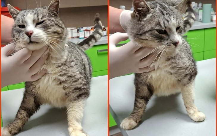 Kot w klinice weterynaryjnej, otrzymujący opiekę.