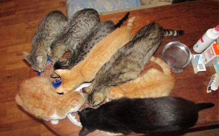 Zbiórka Pomóż ratować Ekipę z FeLv - zdjęcie główne