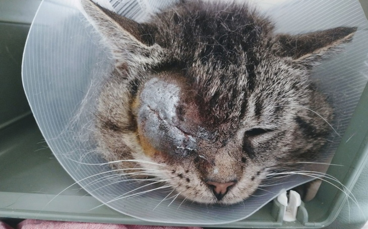 Zbiórka Ratujemy Płomyka - zdjęcie główne