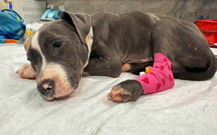 Zbiórka AN szczeniak bez lapy - zdjęcie główne