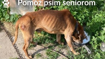 Zbiórka Pomóż psim seniorom - miniaturka zdjęcia
