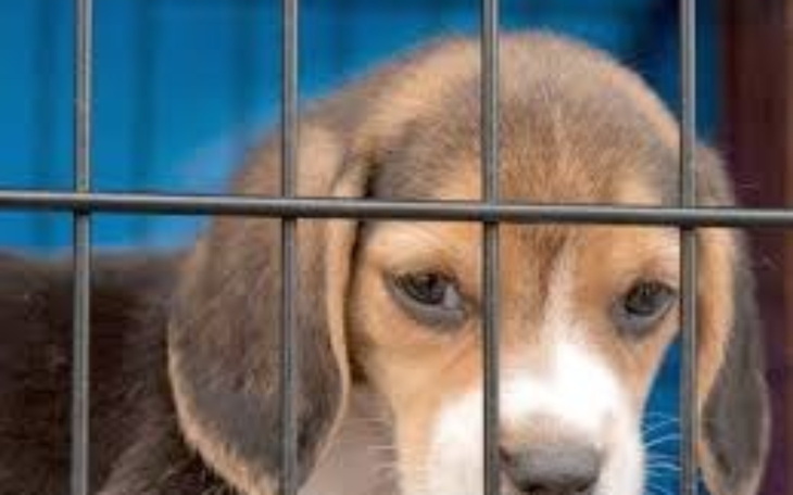 Smutny szczeniak beagle za kratkami w schronisku.