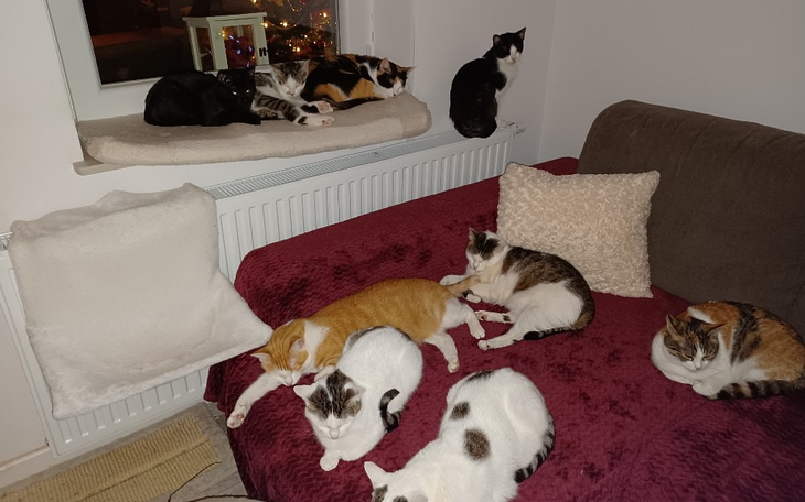 Zbiórka Na karmę i leczenie kotków. - zdjęcie główne