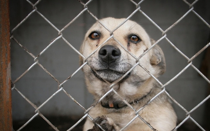 Zbiórka Pomoc dla zwierząt ze schronu - zdjęcie główne