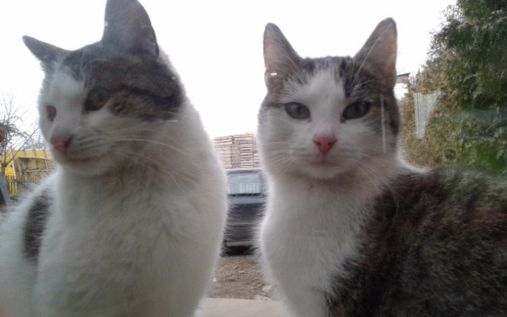 Zbiórka KaSTRaCJa I  STERYLIZaCJa - zdjęcie główne