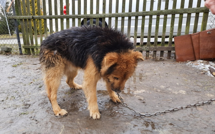Zbiórka Kajtek - wołanie o jego ratunek - zdjęcie główne