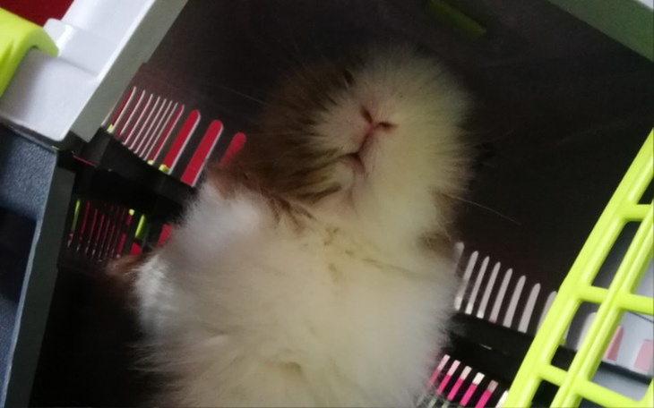 Zbiórka Zbieram na klatkę dla królika - zdjęcie główne