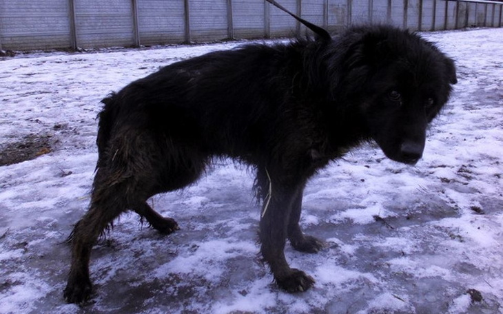 Zaniedbany pies na śniegu, wyglądający na smutnego.