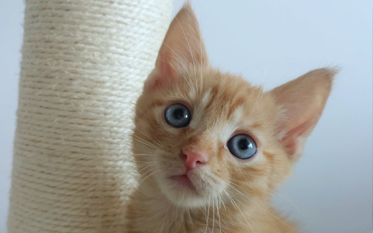 Zbiórka Burczące brzuchy RATUJ - zdjęcie główne