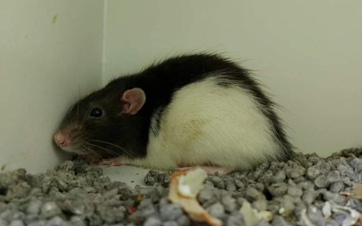 Zbiórka Śląskie szczury - zdjęcie główne