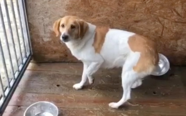 Zbiórka BILLY szansa na dobre życie - zdjęcie główne