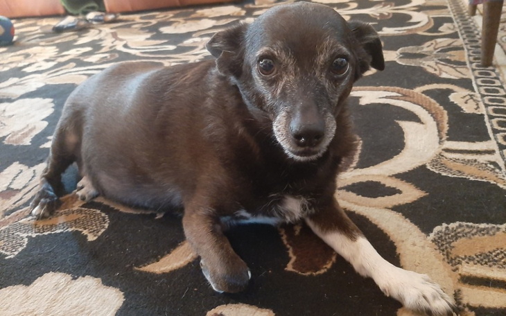 Zbiórka Leczenie Kiry - zdjęcie główne