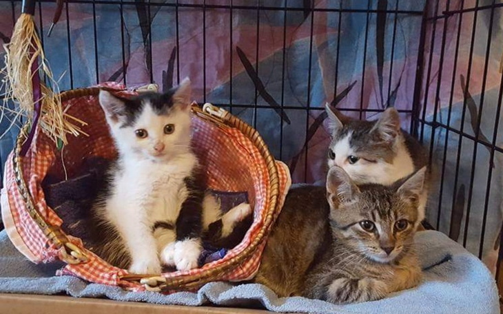 Zbiórka Chore tymczasy proszą o pomoc - zdjęcie główne