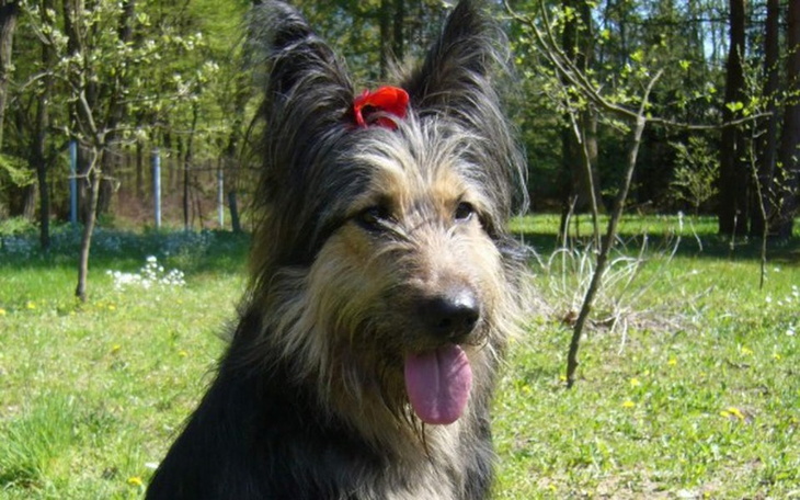 Zbiórka Choroba Cushinga u Diany-pomóżmy - zdjęcie główne