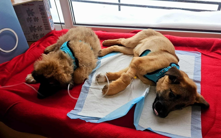 Dwa szczeniaki odpoczywają na czerwonym kocu, wyglądają na zmęczone.