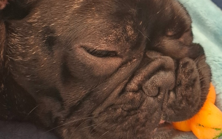 Śpiący pies rasy buldog francuski z pomarańczowym gryzakiem.