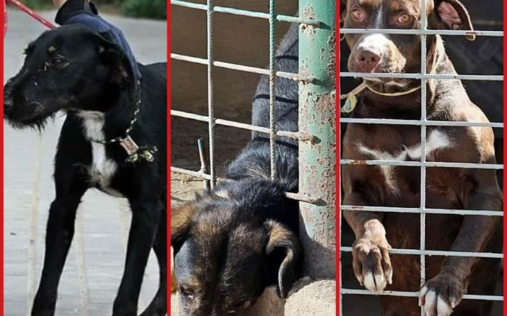 Zbiórka Trzem psiakom z Radys na ratunek - zdjęcie główne