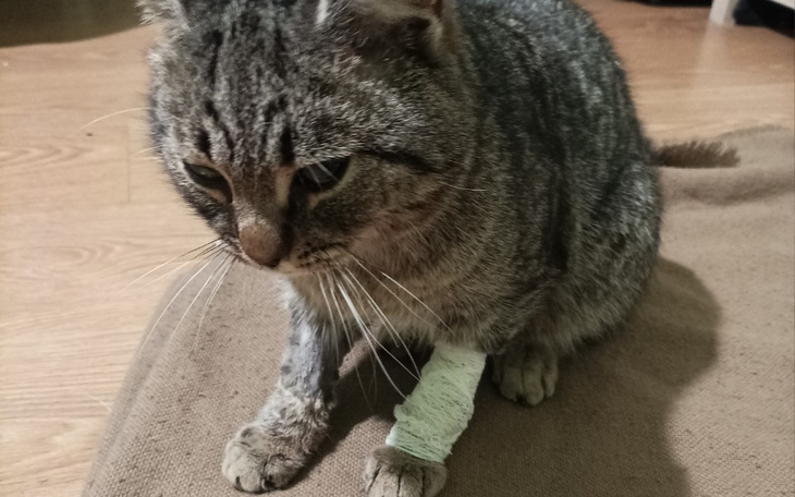 Zbiórka Uderzony kocurek z krwiakiem - zdjęcie główne