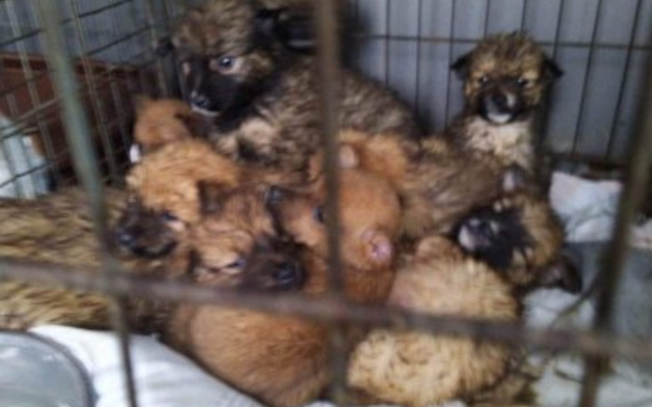 Zbiórka Uratowane, co dalej - zdjęcie główne