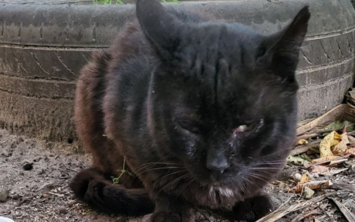 Zbiórka Czy uliczny kot ma szansę - zdjęcie główne
